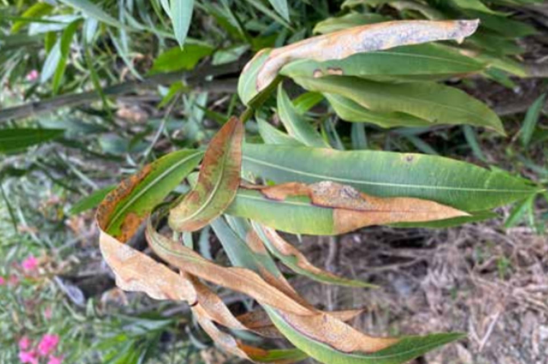Hawaii secures $322,000 to boost plant pathogen detection