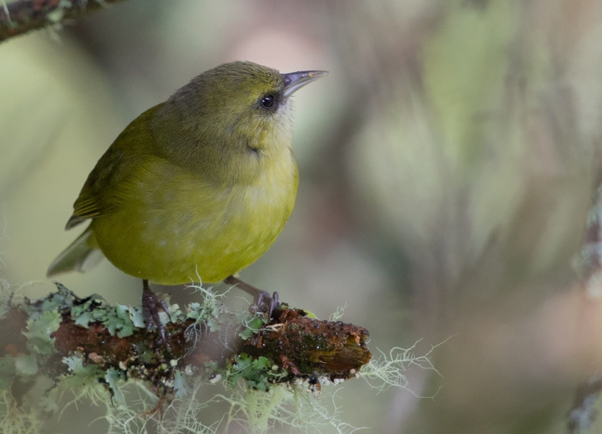 Hakalau Forest endowment nears goal for native habitat restoration