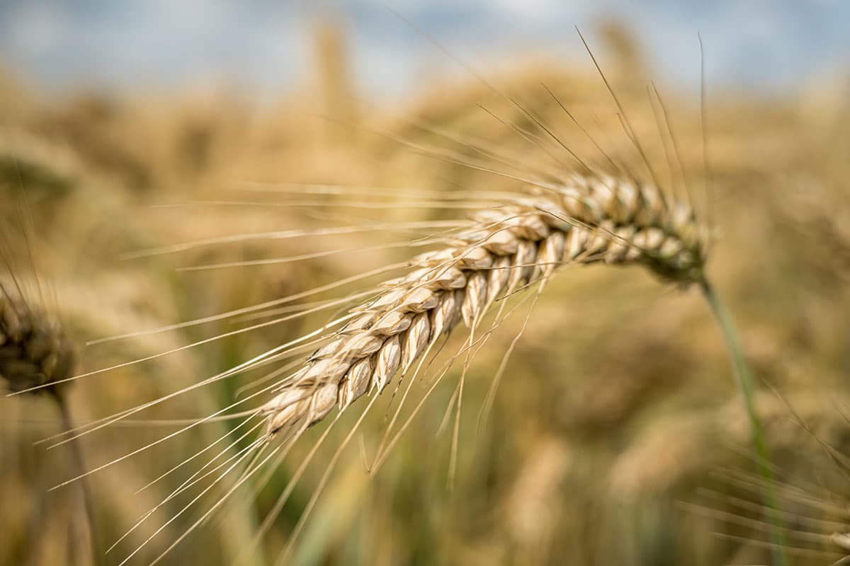 Brewers Association Urges Barley Breeders to Prioritize Lower-Protein Varieties for Craft Beer
