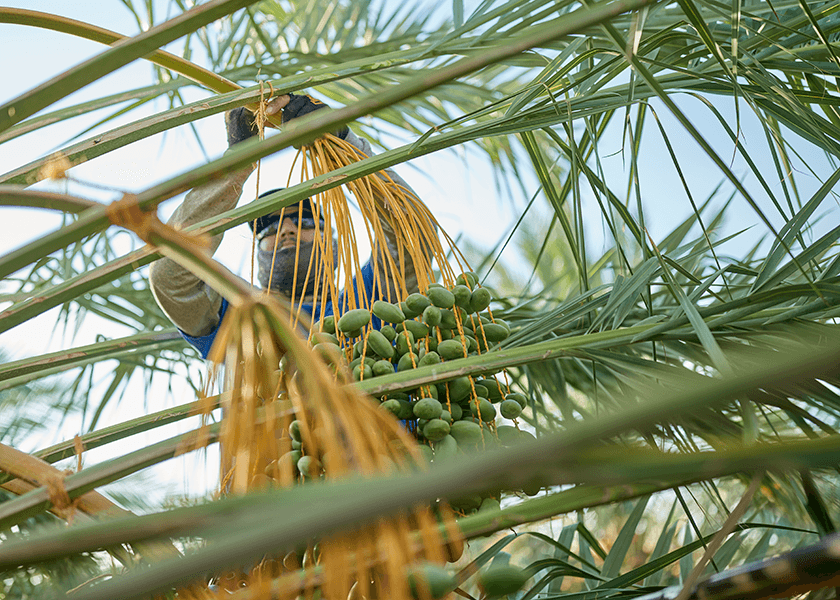 Martha’s Garden growth shows Yuma dates find global market footing