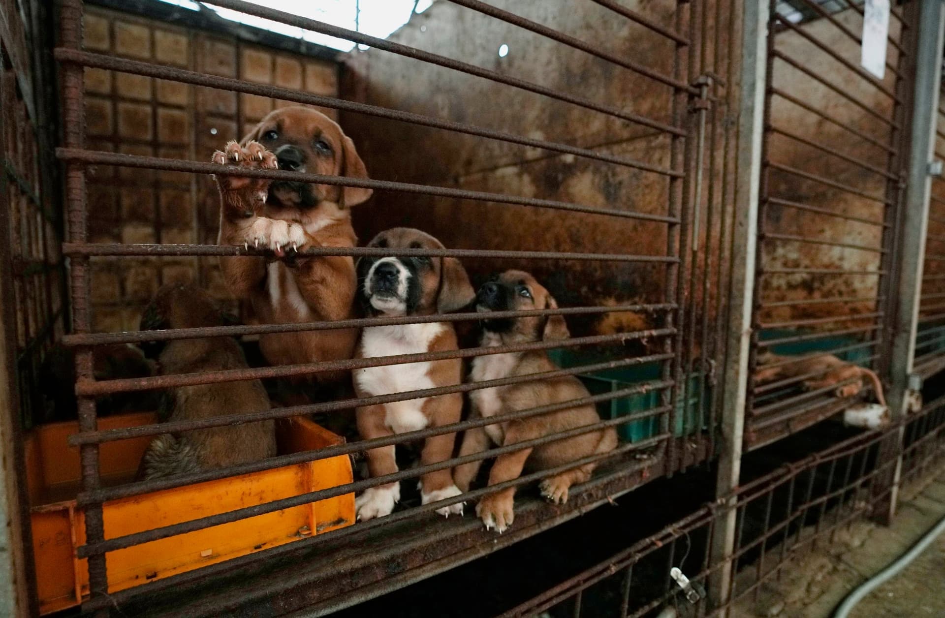 South Korea’s dog meat industry disappears ahead of ban