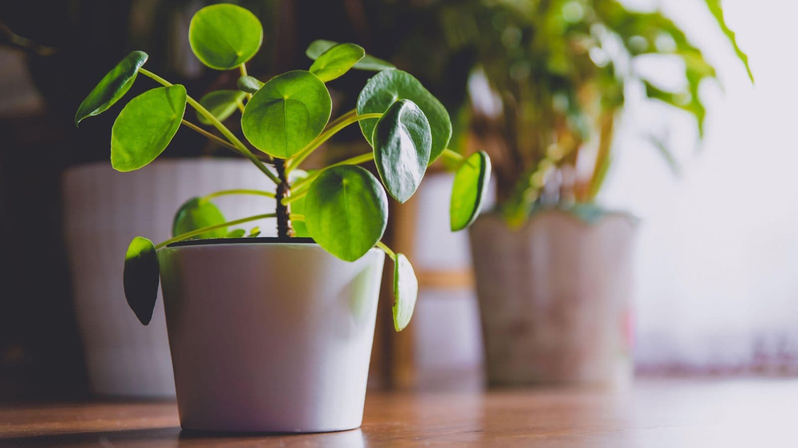 Chinese money plants make lucky, low-maintenance housewarming gifts