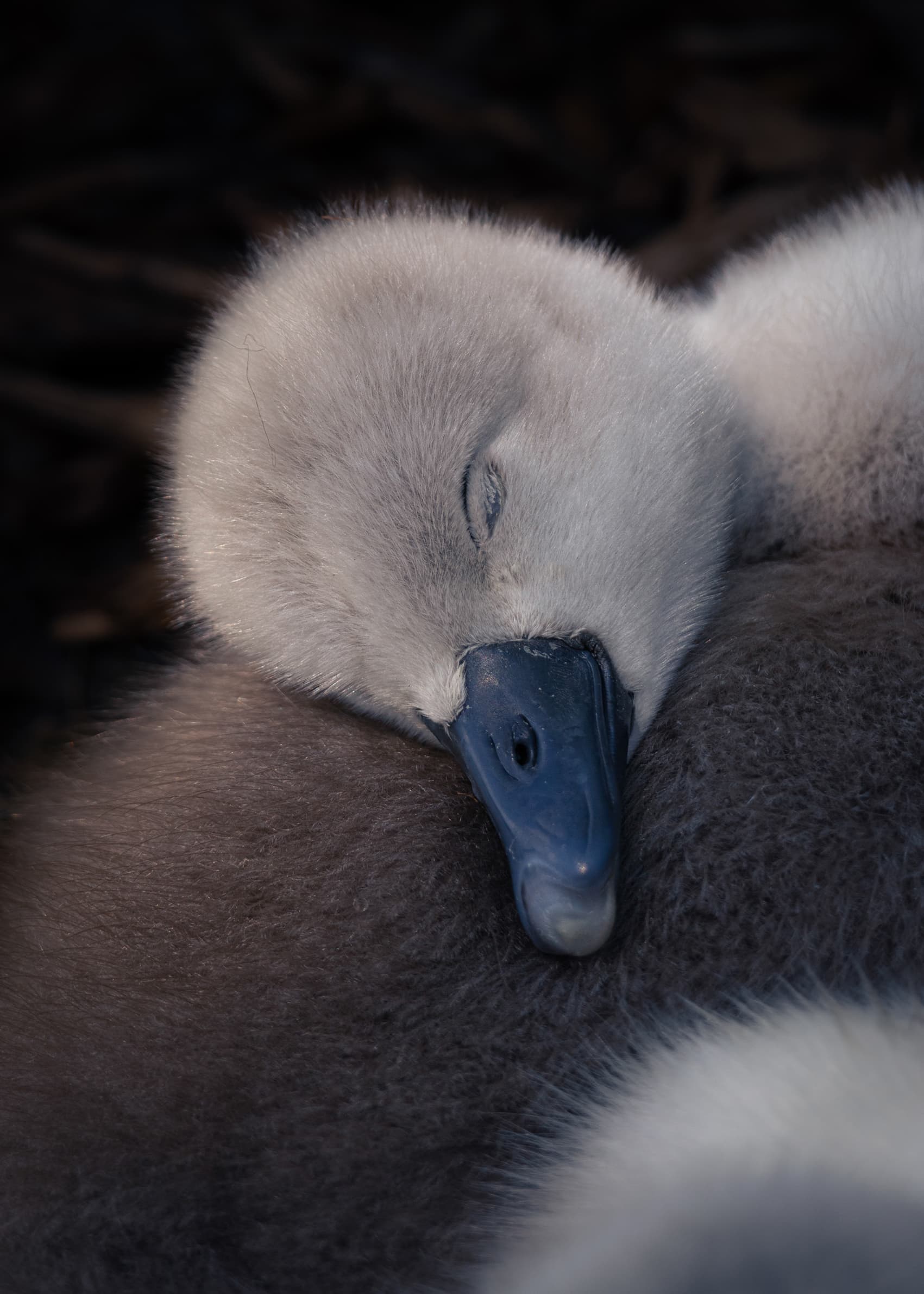 18-year-old wins Young British Wildlife Photographer of the Year with cygnet image