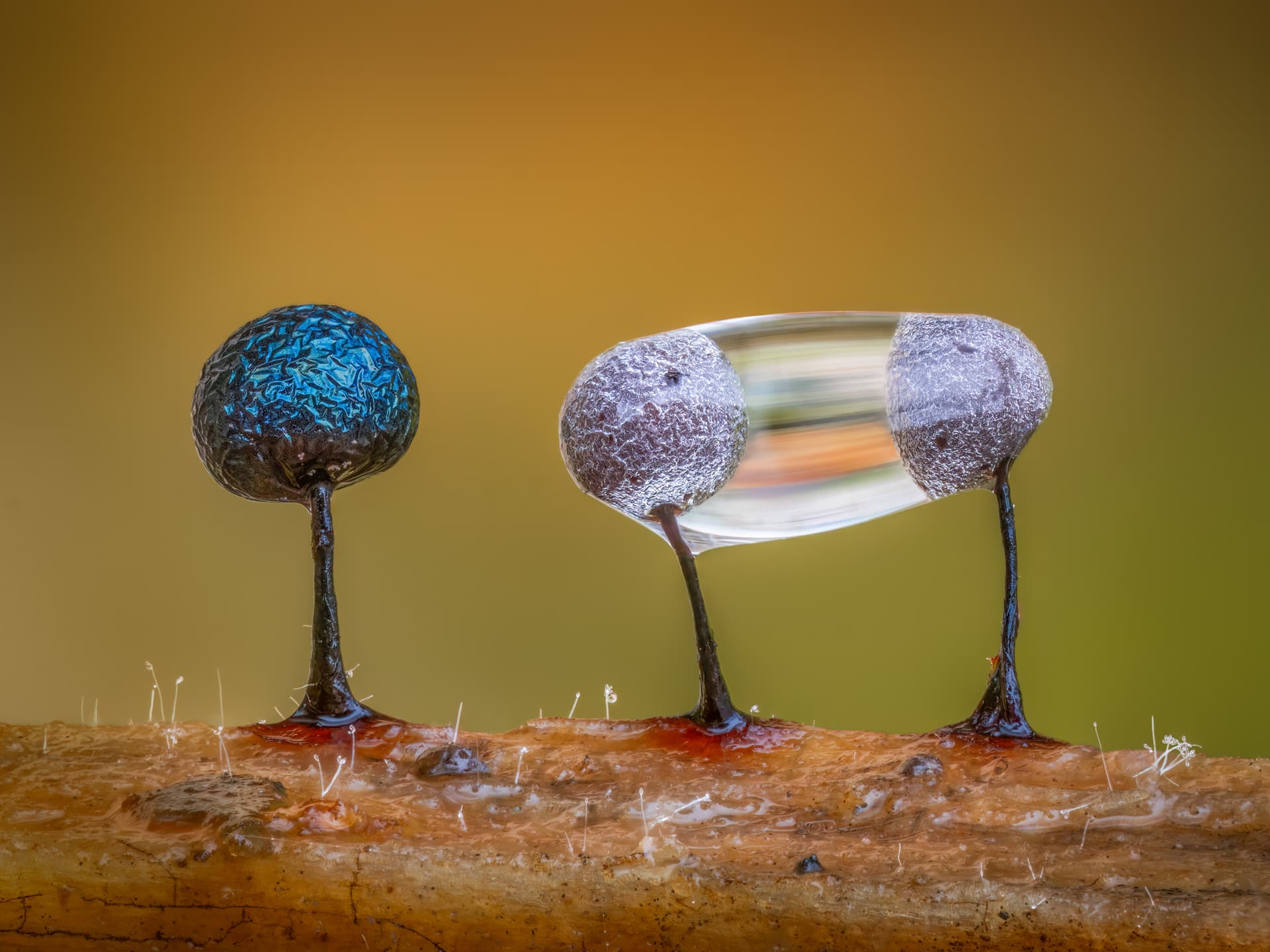 Barry Webb wins British Wildlife Awards with tiny slime mold macro