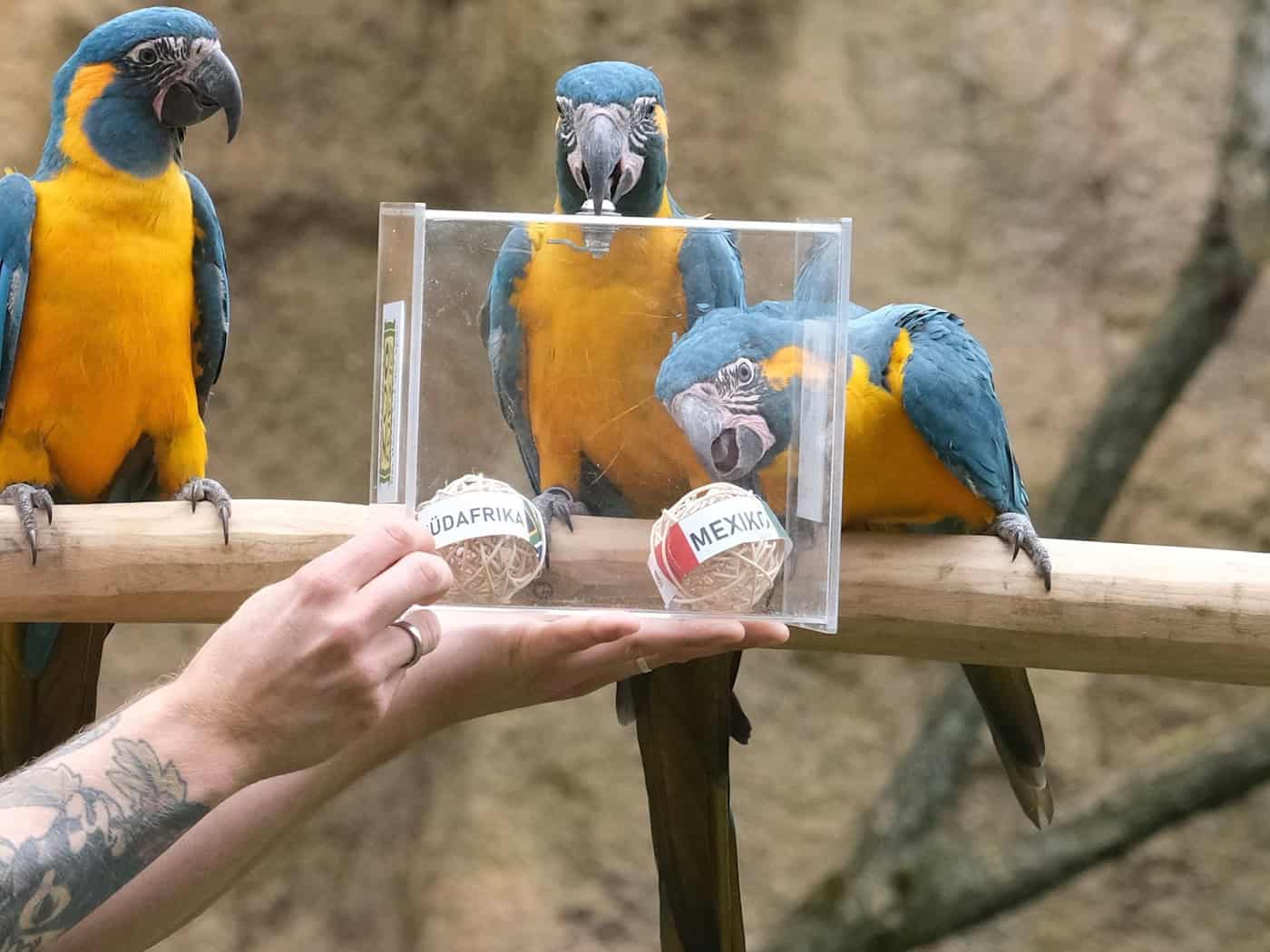Leipzig zoo lets endangered macaws predict World Cup opener