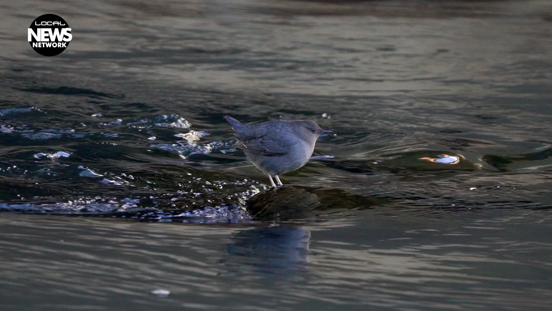 Volunteers' February Count of American Dippers Tracks Animas River Health