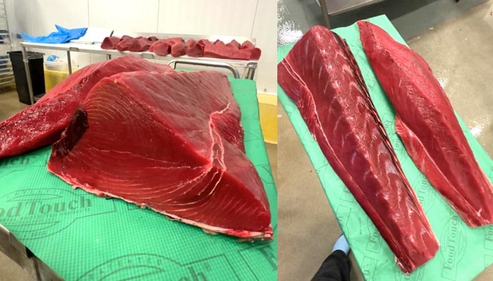 Atlantic Bluefin Tuna Landings Strong from North Carolina's Outer Banks Fleet