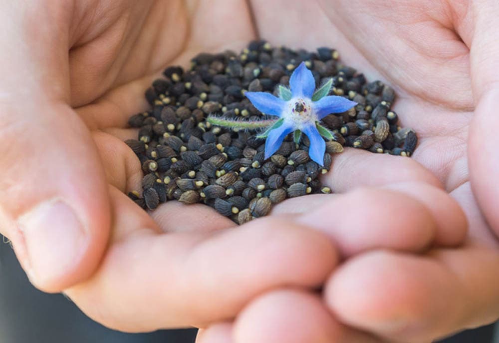 POS Biosciences study backs borage pressed cake as protein ingredient