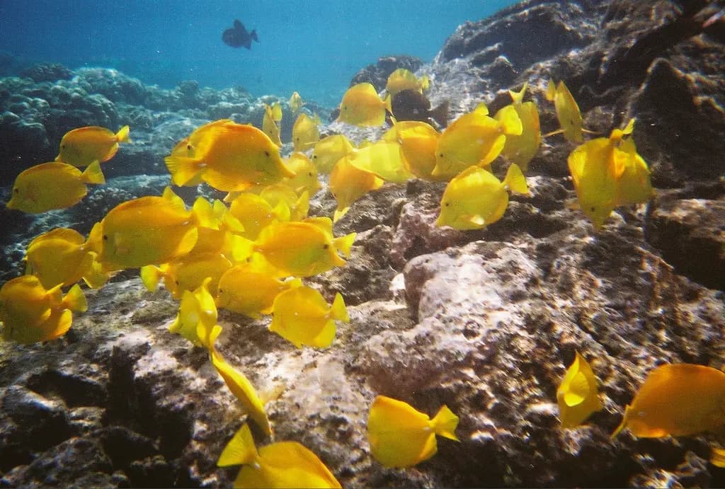 Kealakekua Bay park blends history, snorkeling and cultural stewardship