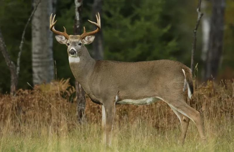 Iron County landowners get habitat improvement roadmap at workshop