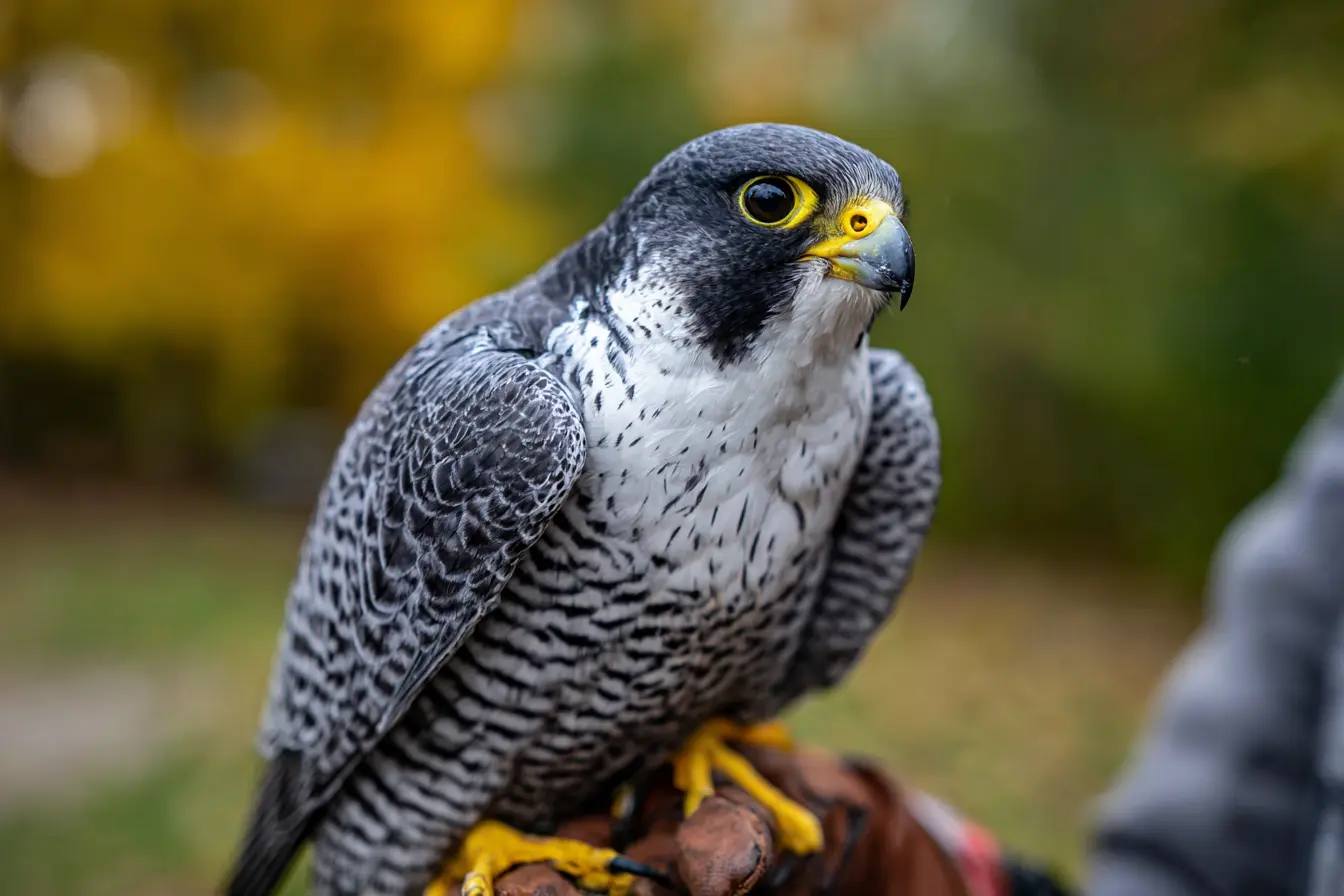 Vet Verified guide explains lure training in falconry handling