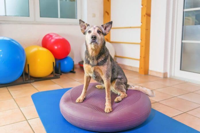 Whole Dog Journal outlines evidence-based conditioning plan for hyperenergetic dogs