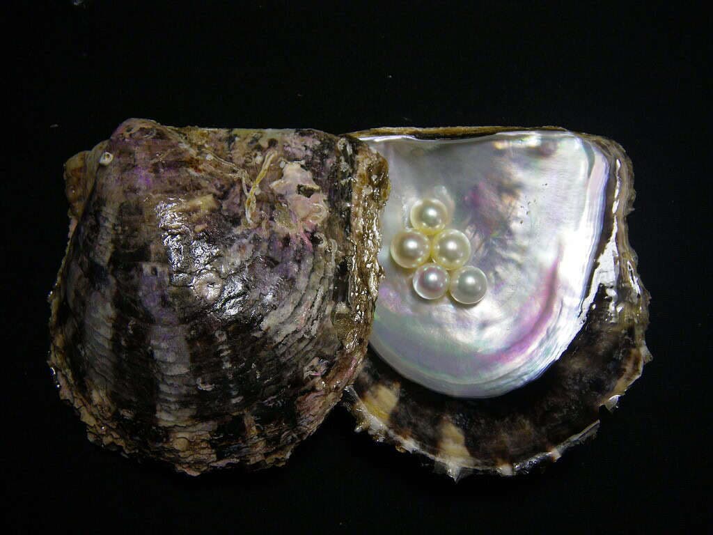 Genome study could help revive Japan’s pearl oyster industry