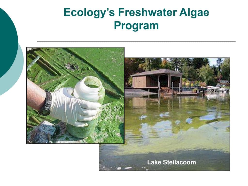 Island County to Delay Lone Lake Phosphorus Treatment, Seek Broader Grants