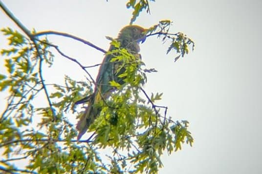 Police seek owner after escaped parrot spotted in Hatfield Township