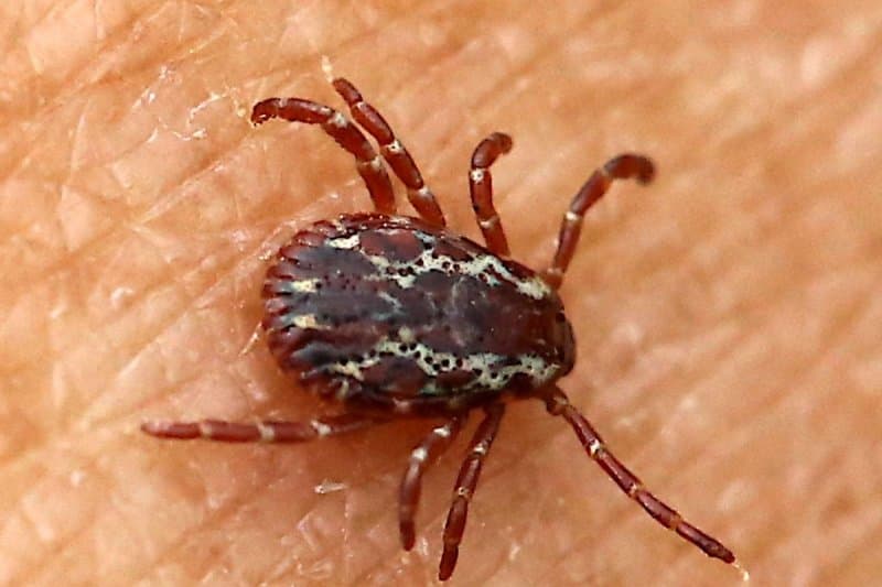 Tséhootsooí doctor warns of summer tick, flea and mosquito illnesses