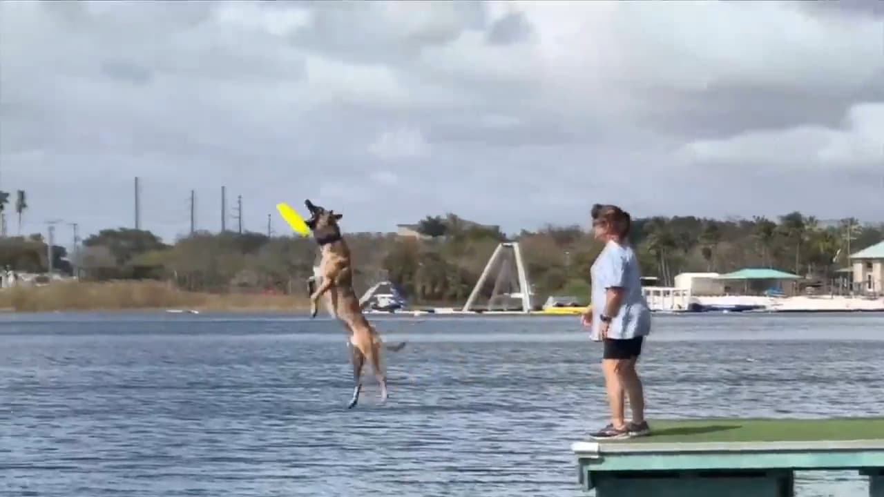 Dock-Diving Dogs Leap for Distance at Local Competition, Handlers Cheer