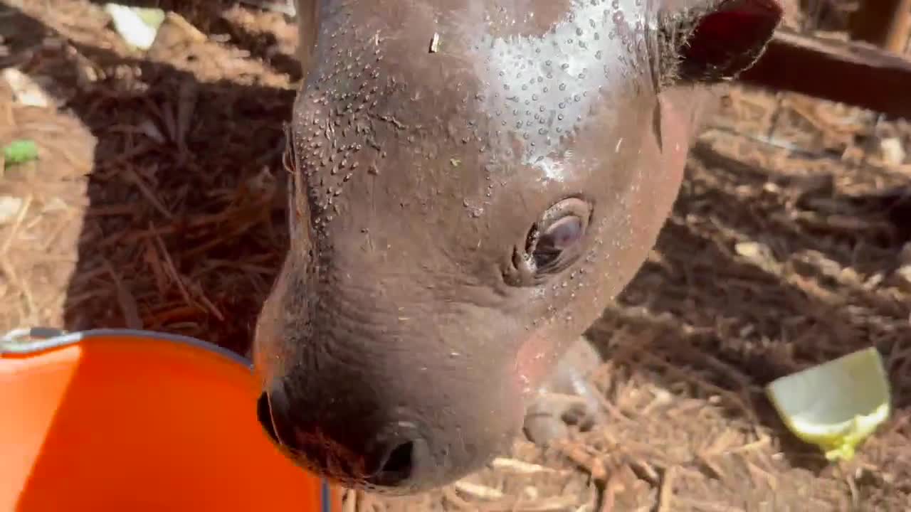 Pygmy hippo birth at Dragonstone Ranch boosts Coryell conservation