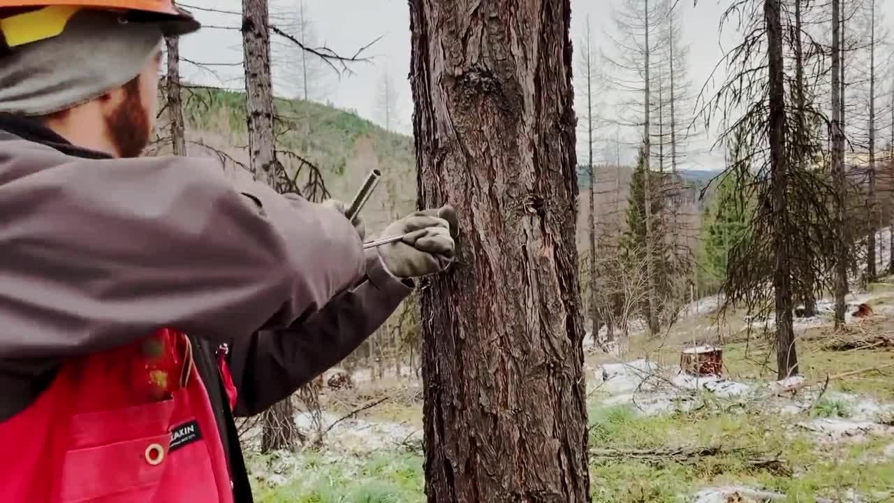 Montana nearly doubles forest stewardship partnership, adds Lolo National Forest area