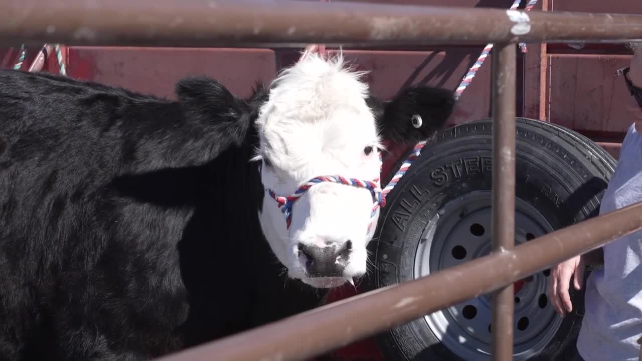Jim Darcy Ag Day connects Helena students to Montana agriculture