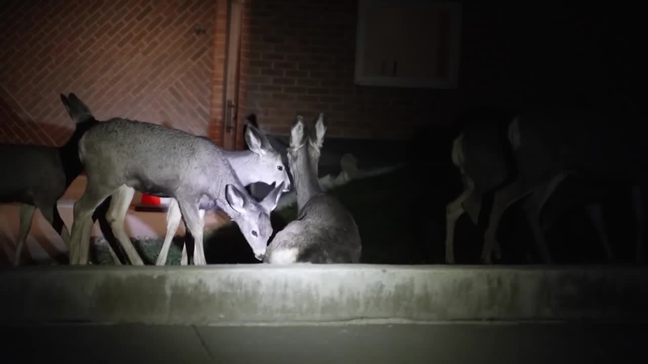 Helena deer density hits record high, but conflicts decline