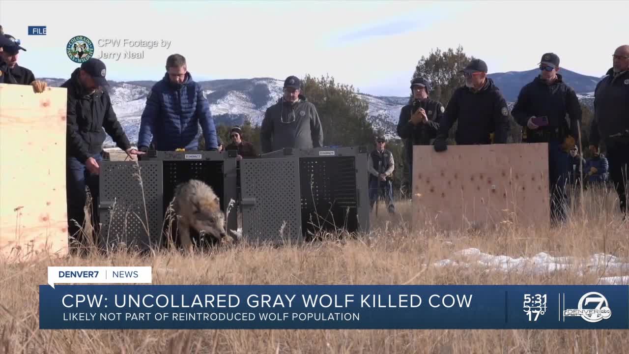 Colorado Wildlife Commission Approves $706,000 in Wolf Depredation Claims