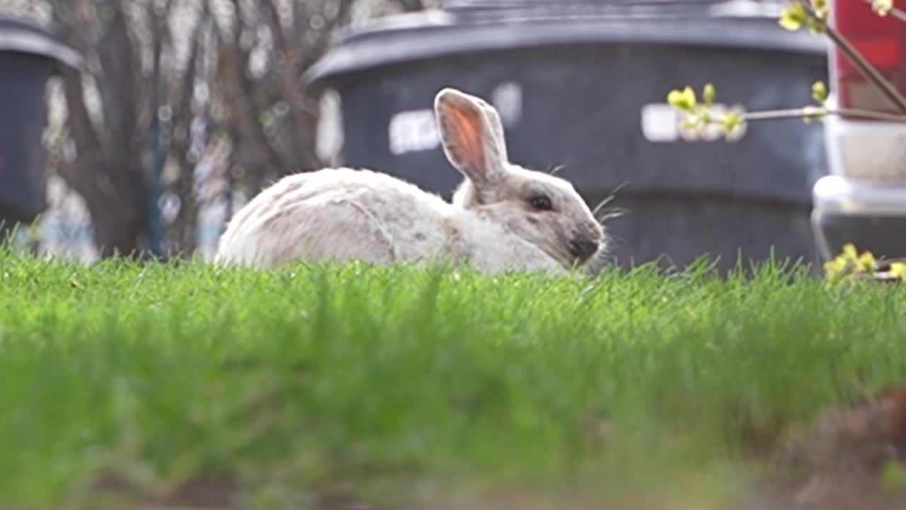 Carroll College students help manage Helena’s long-running feral rabbit colony