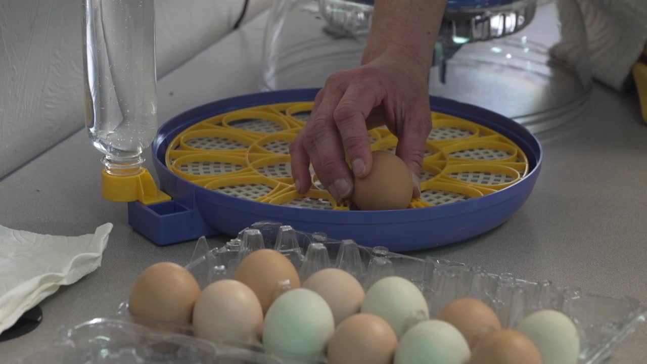 Helena students learn chicken life cycle with new agriculture grant
