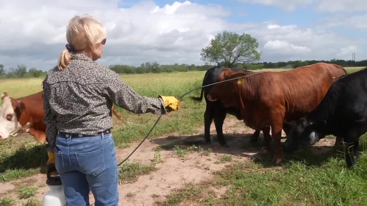 Jim Wells County rancher recalls first screwworm threat as cases rise