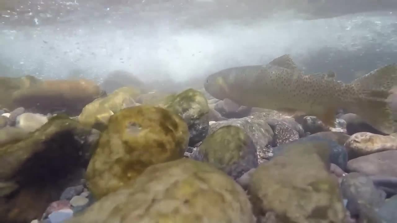 Montana updates fish-eating guidance after PFAS found in local waters