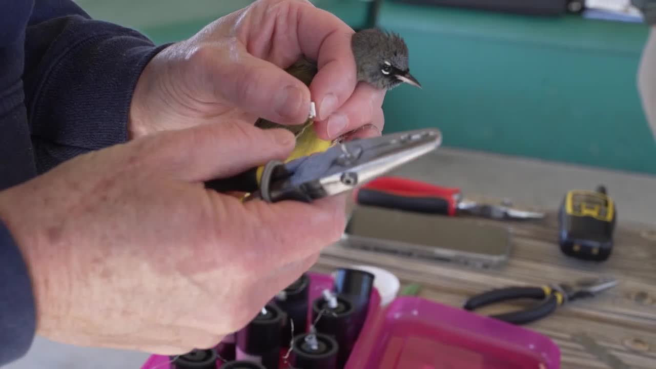 Spring Meadow Lake bird banding lets public watch wildlife research