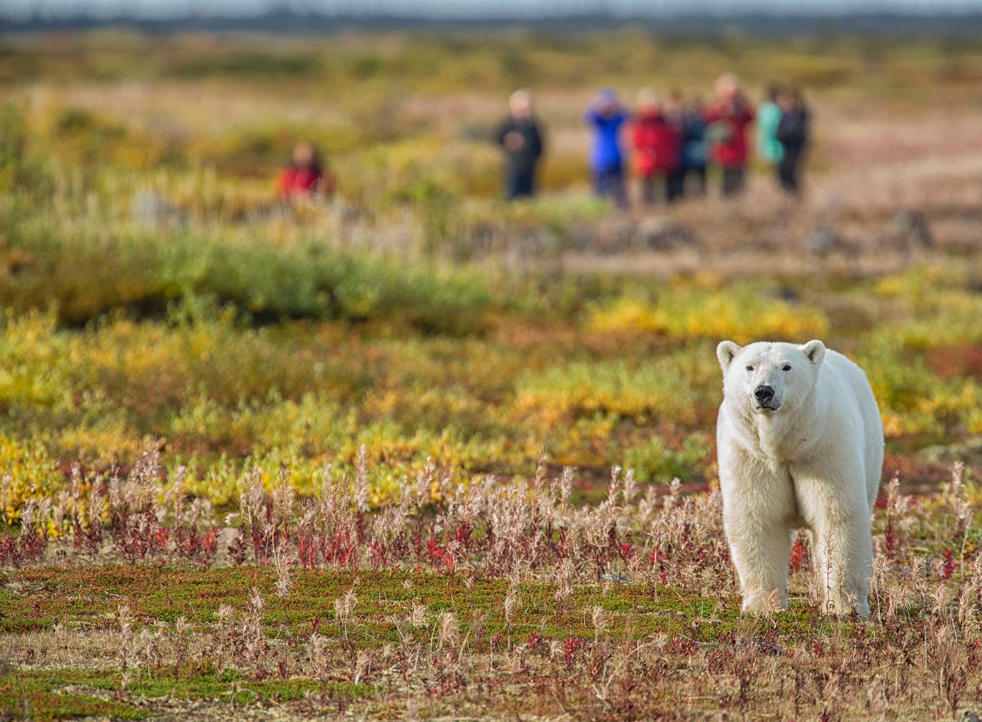 Photos of Polar Bear Mother and Cubs Mark International Polar Bear Day