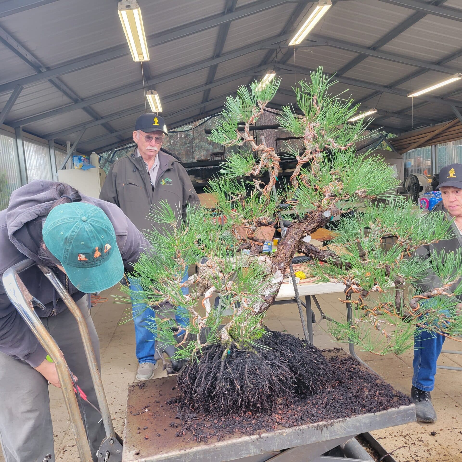 Clark Bonsai Museum marks World Bonsai Day with demos, workshops, tribute