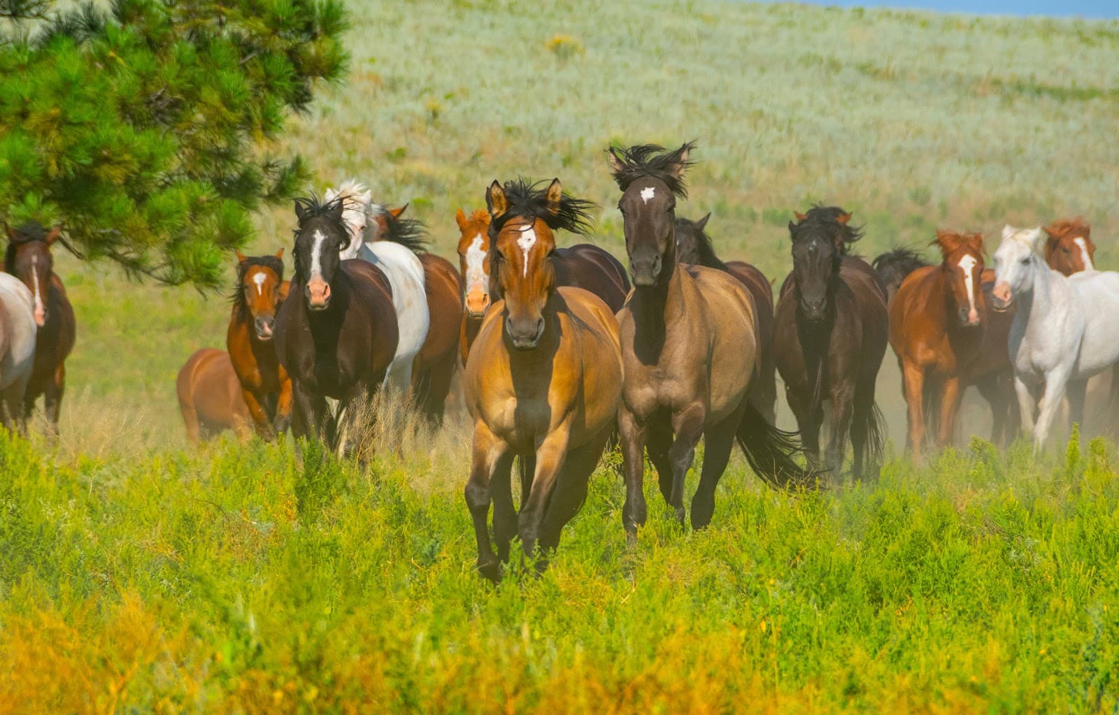 Mother's Day at South Dakota sanctuary, mares nurture foals in the wild