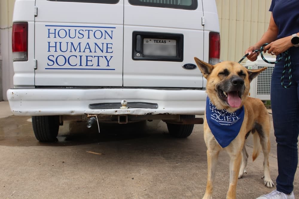Longtime Houston Humane Society volunteer helps more than 100 dogs find homes