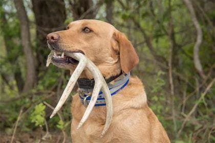 Trail dog helps track camouflaged whitetail sheds in rugged backcountry