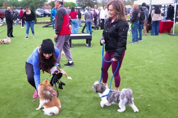 Yuma’s Bark Park closes April 20 for wall repairs, monthlong work planned