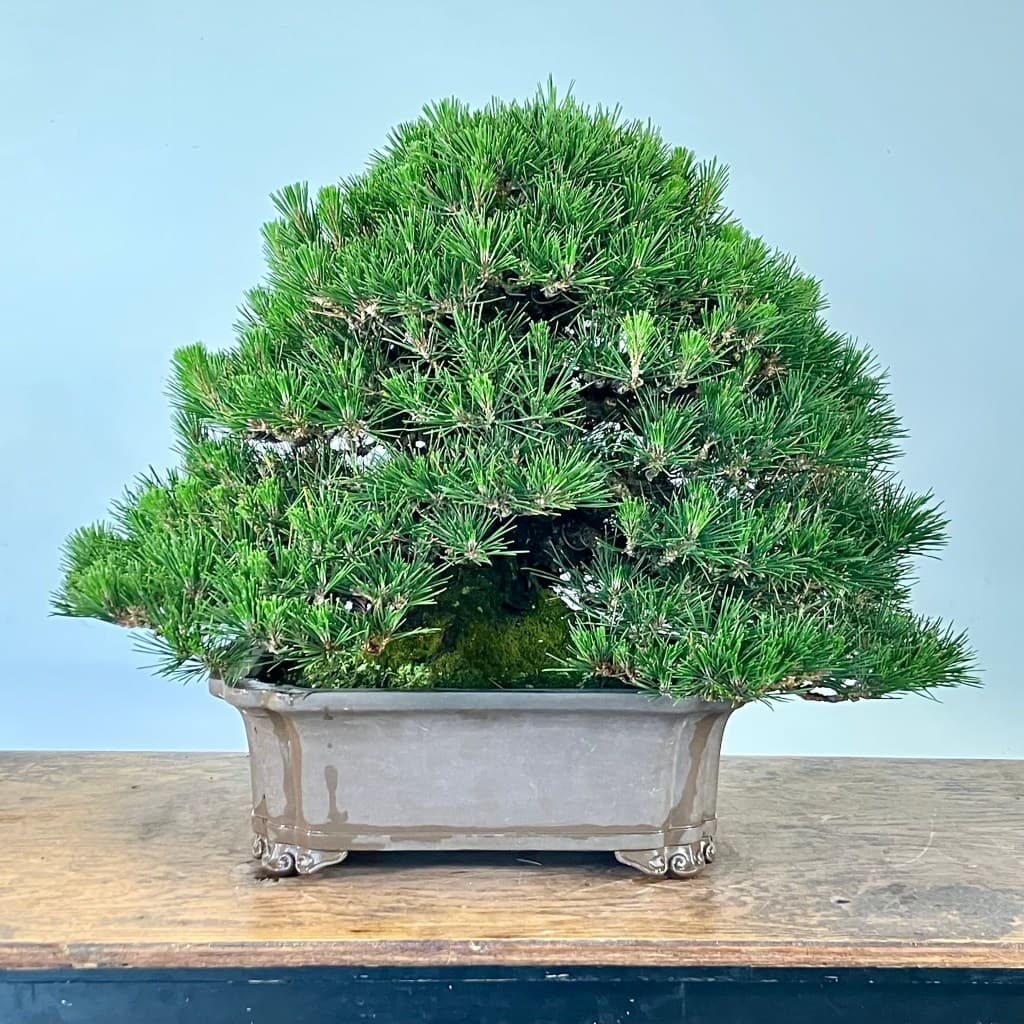 Hagedorn explains when to decandle Japanese black pine by location