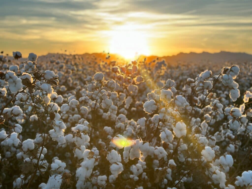 CRIT Farms to invest $23 million, expand agriculture in La Paz County