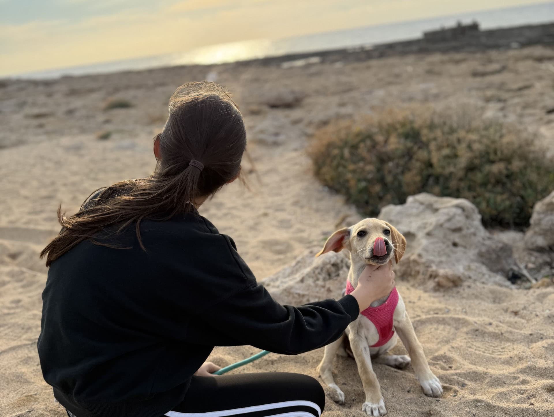 Cyprus villa turns dog yoga into rescue puppy rehabilitation home