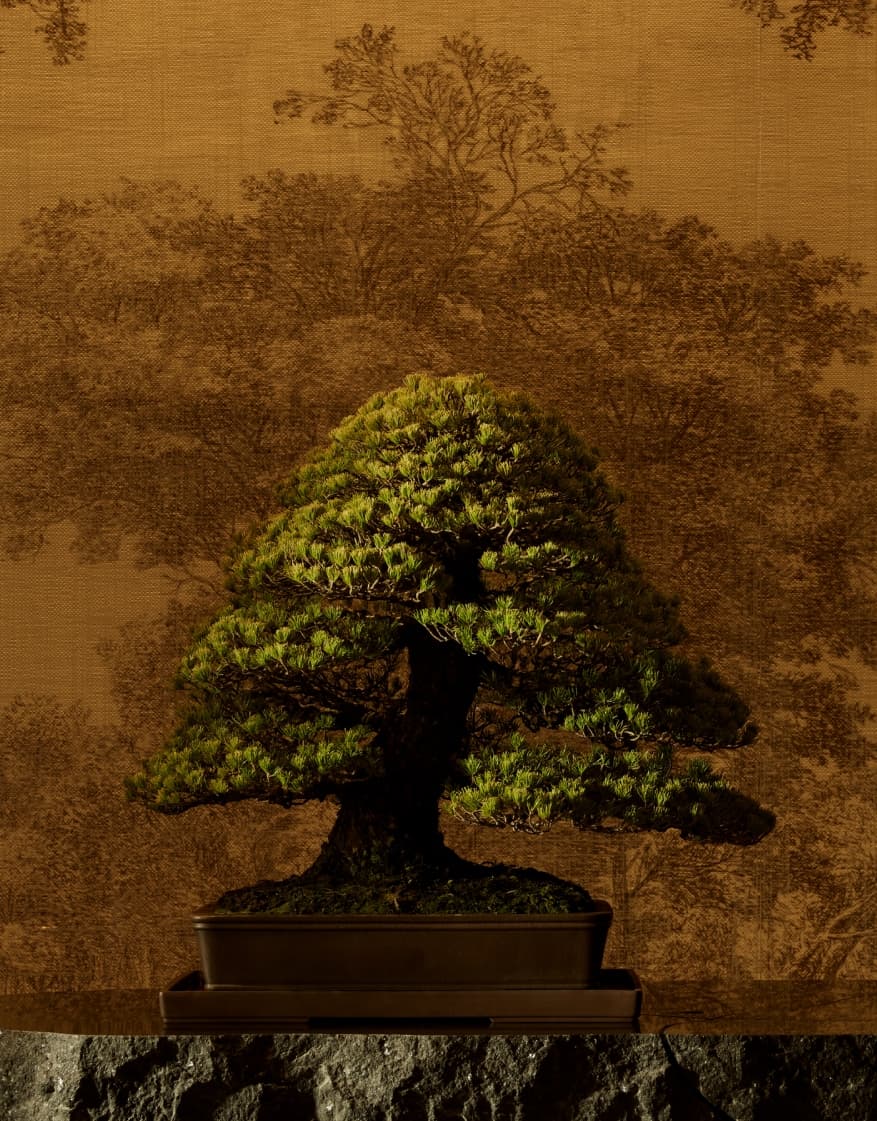 Janu Tokyo turns hotel into living bonsai gallery and menu