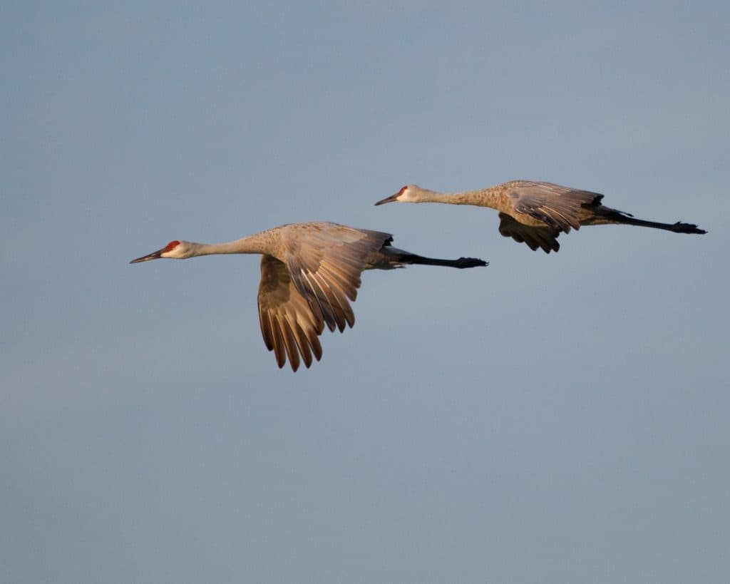 Holmes County wetlands connect bird migration, hunting and habitat preservation