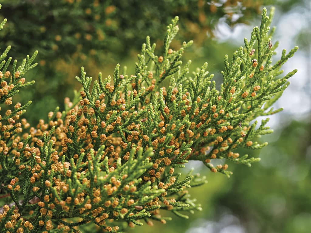 Cedar fever returns to Houston as Ashe juniper pollen soars