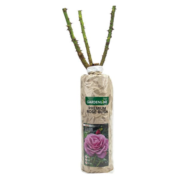 Aldi’s $10 rose bush gives Valentine’s bouquets a longer-lasting twist