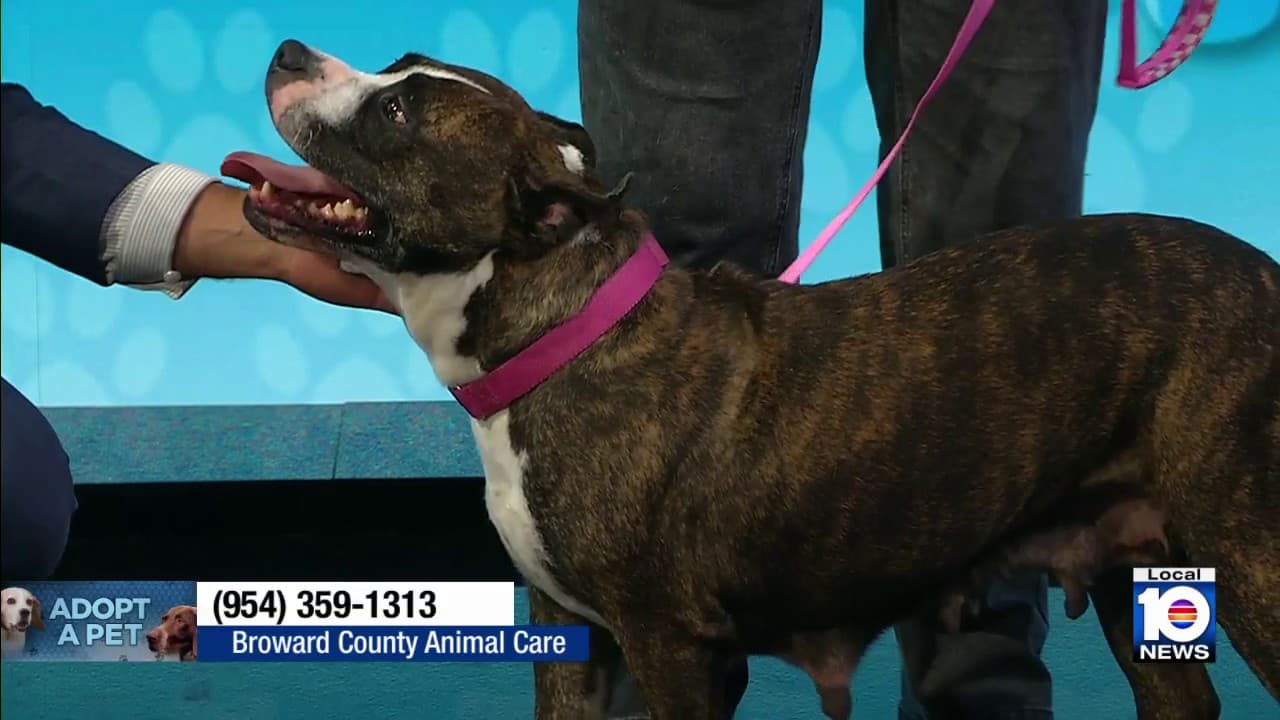 Broward County Animal Care features playful shelter dog April for adoption