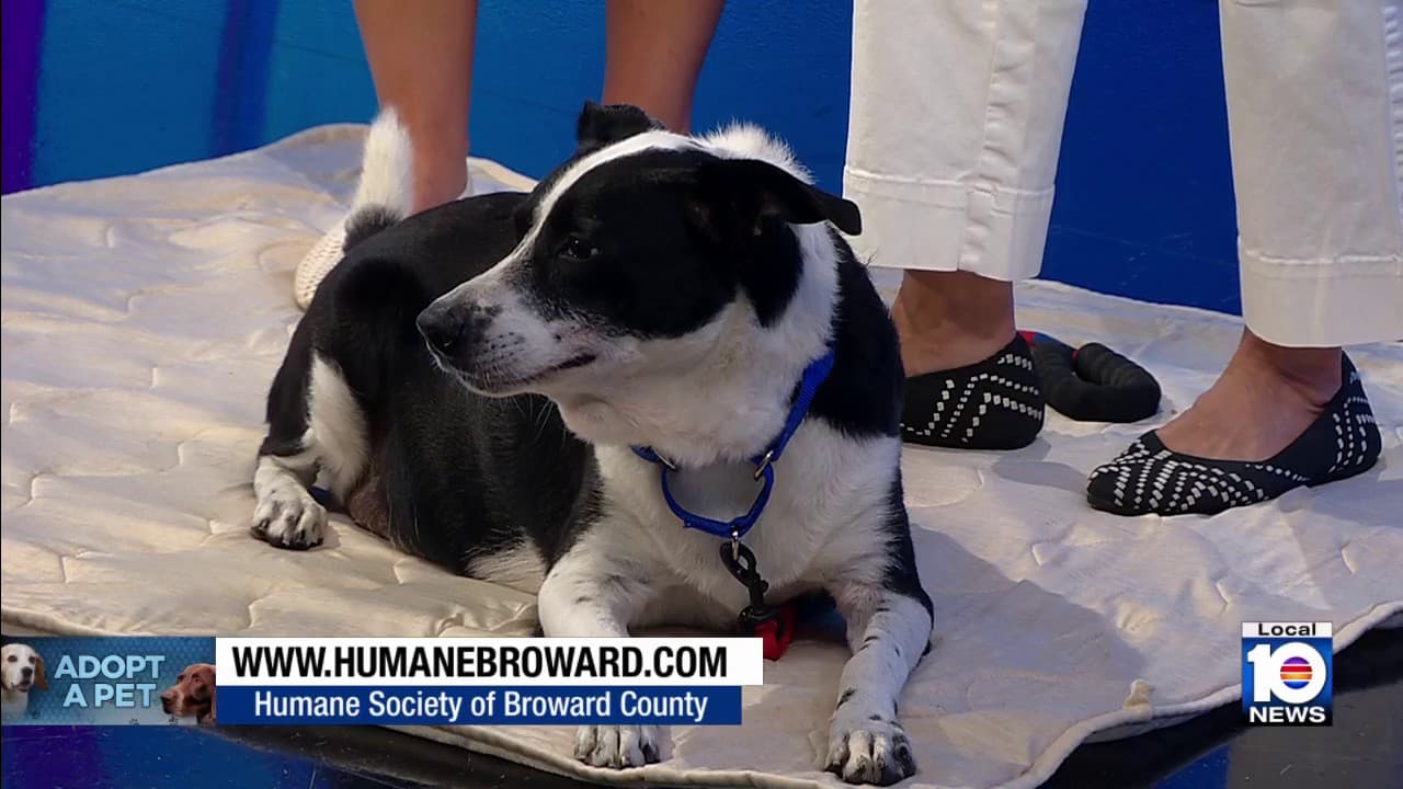 Humane Society of Broward County spotlights Baby, urges adoption over buying