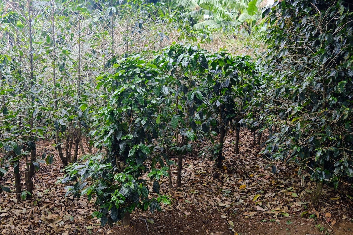 New Free E-Library Brings 60 Years of Shade-Grown Coffee Research