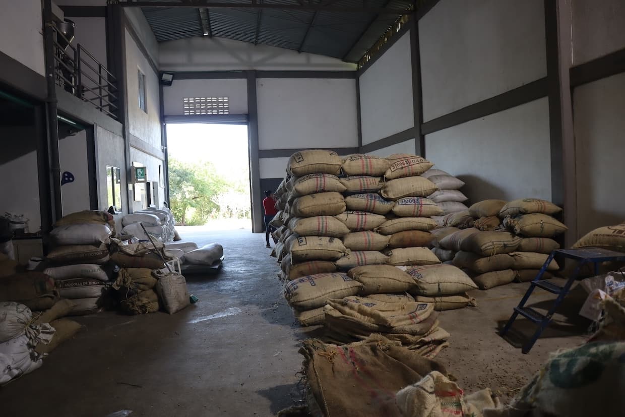 Colombia’s coffee sector braces for EU deforestation rules, smallholders face risk