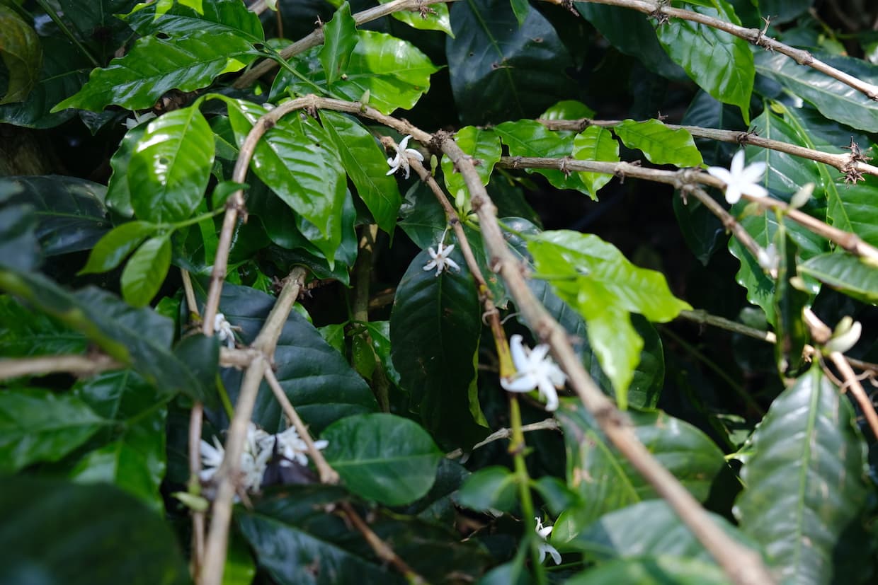 Costa Rica tests deforestation-free coffee exports under EU rules