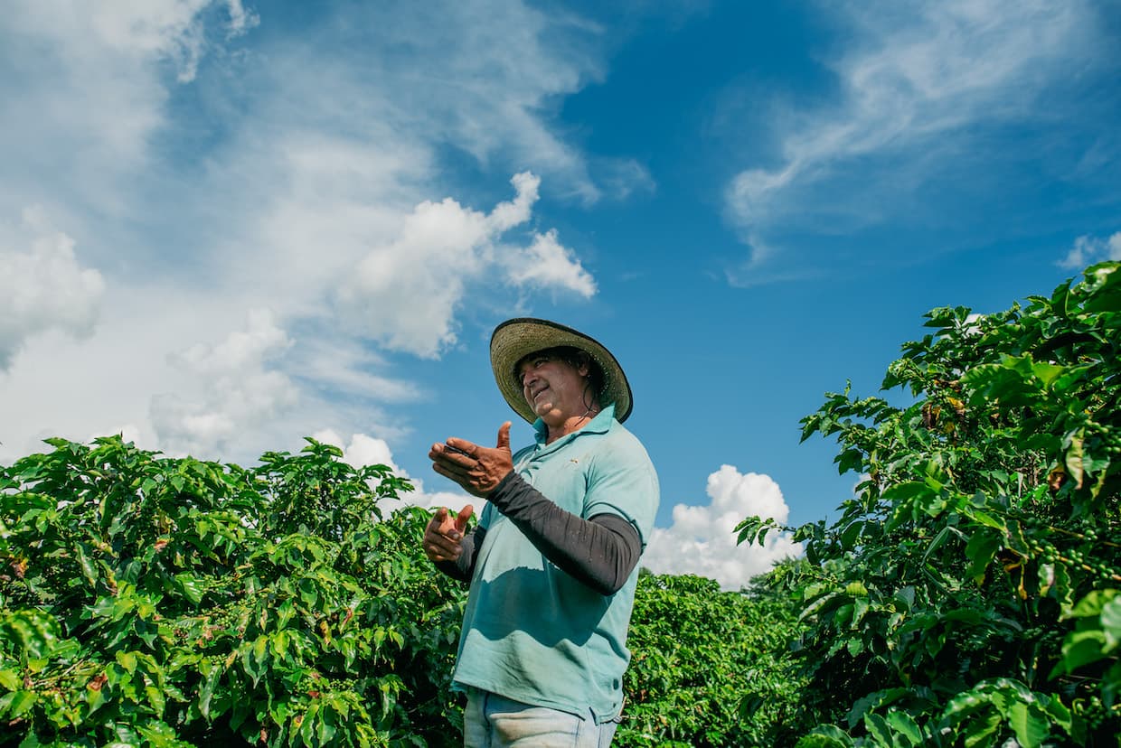 Brazilian coffee farmer faces rising heat, drought and climate stress